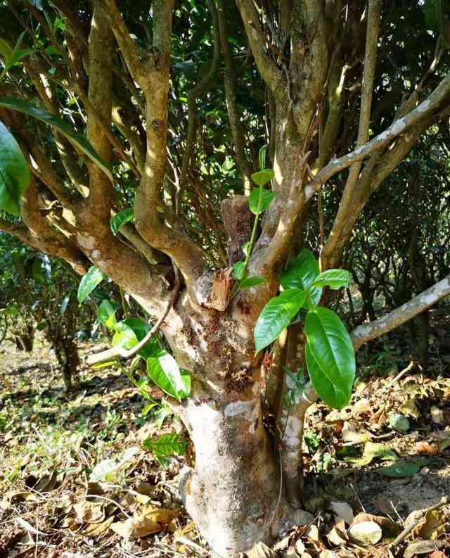 樟香普洱茶100克有多少根叶子？