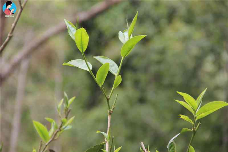 樟香普洱茶100克有多少根叶子？