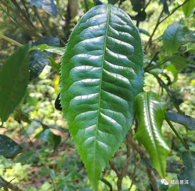 易武茶：普洱茶的分类及其特点全面解析