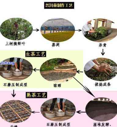 普洱茶制作顺序：步骤详解，助你轻松学做普洱茶