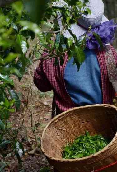 探究普洱茶制作的艺术：从采摘到熟成，一步步了解普洱茶的魅力