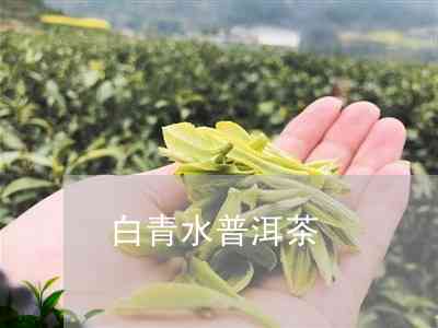 南桥白水清：普洱茶的纯净韵味与独特价值