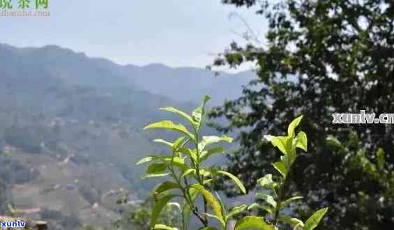 '云南哪个山头普洱茶不值钱：揭示云南优质普洱茶山头，对比价值高低'