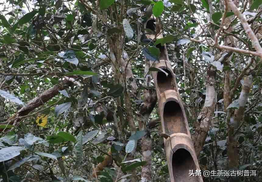 古树普洱茶你买不到怎么办呀？为什么贵？收藏价值大吗？茶叶品质如何？