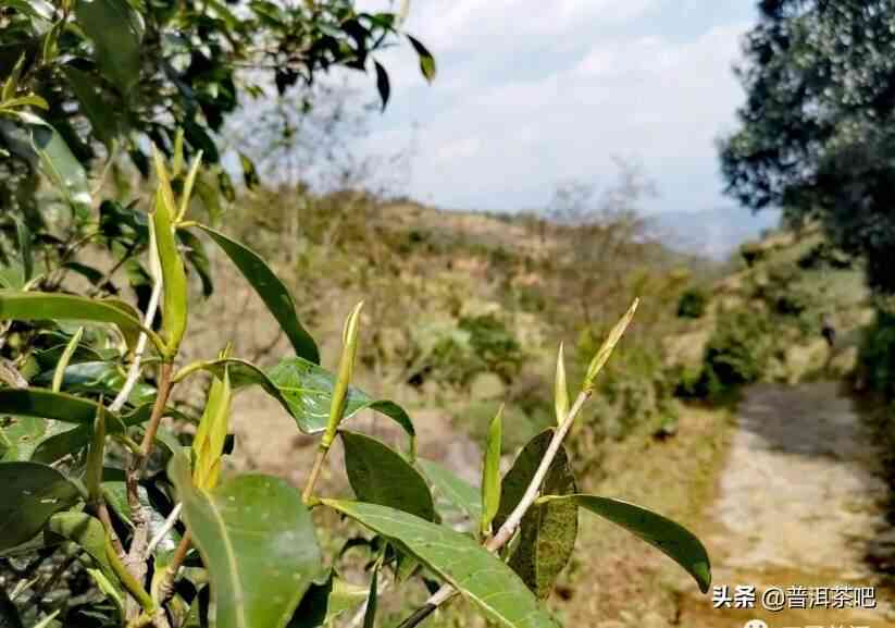 坝糯普洱茶海拔对茶叶品质和口感的影响：一个全面解析