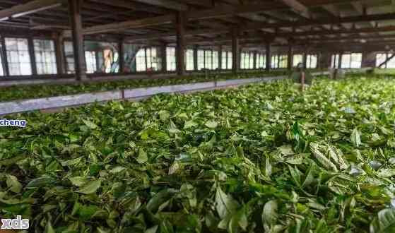 秀林临沧普洱茶：茶厂永德精选，品味云南大山的味道