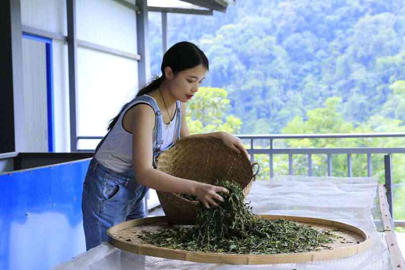 新 '探索普洱茶的魅力：如何用正确的方法泡出美味的中茶采茶姑娘'