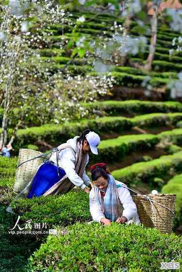 云南采茶姑娘的生活：从茶叶采摘到市场销售的全过程揭秘