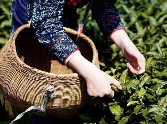 中茶采茶姑娘普洱茶怎么泡