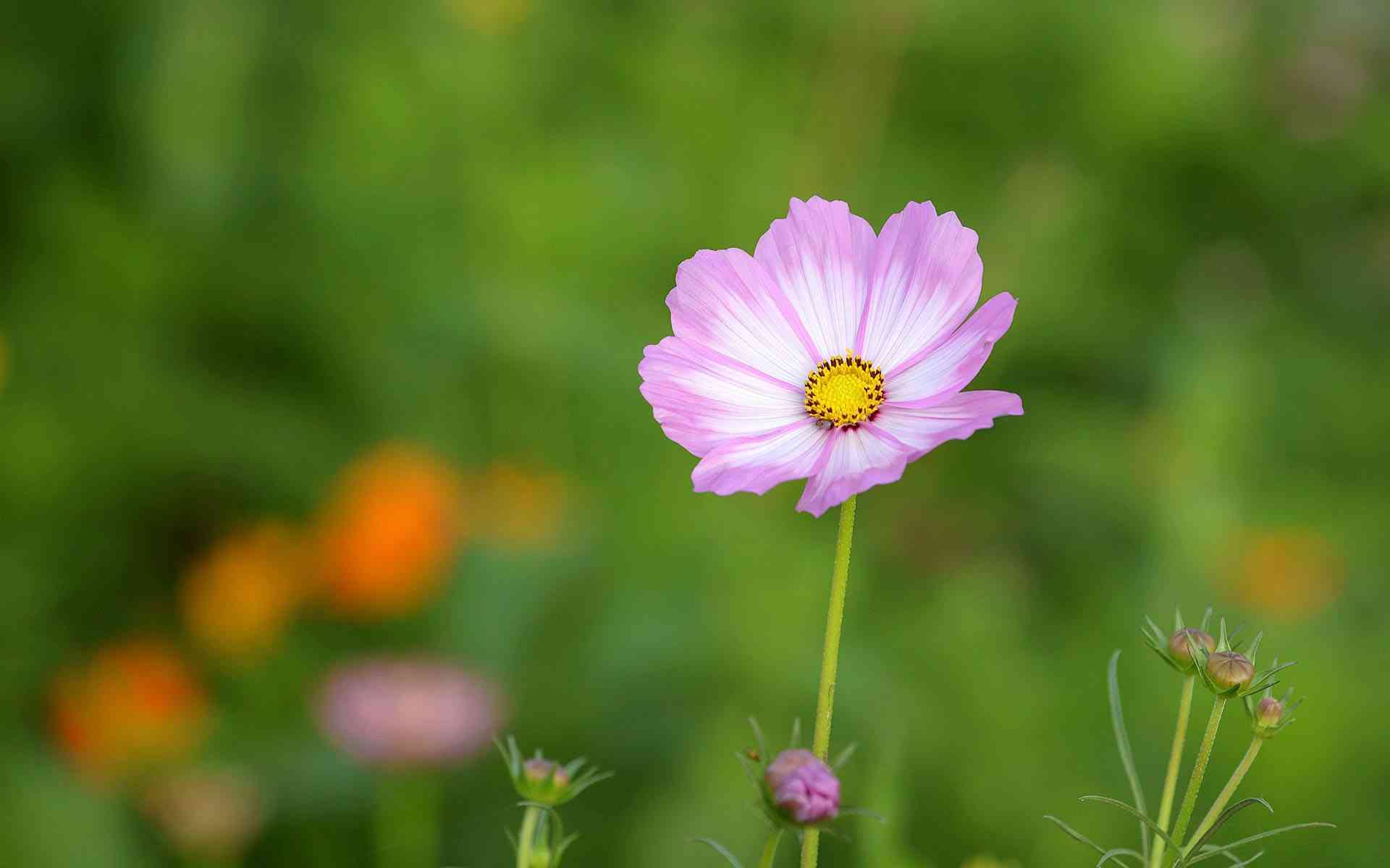 粉色波斯菊的寓意与象征，如何种植？