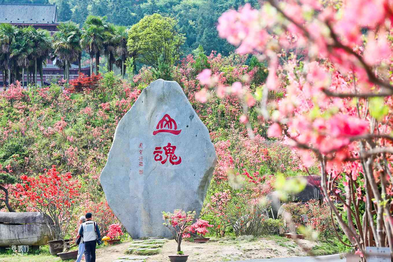 云南红花山：探寻普洱茶叶的宝藏之地