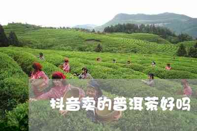 抖音普洱茶推荐：哪个好？能买吗？茶叶质量如何？