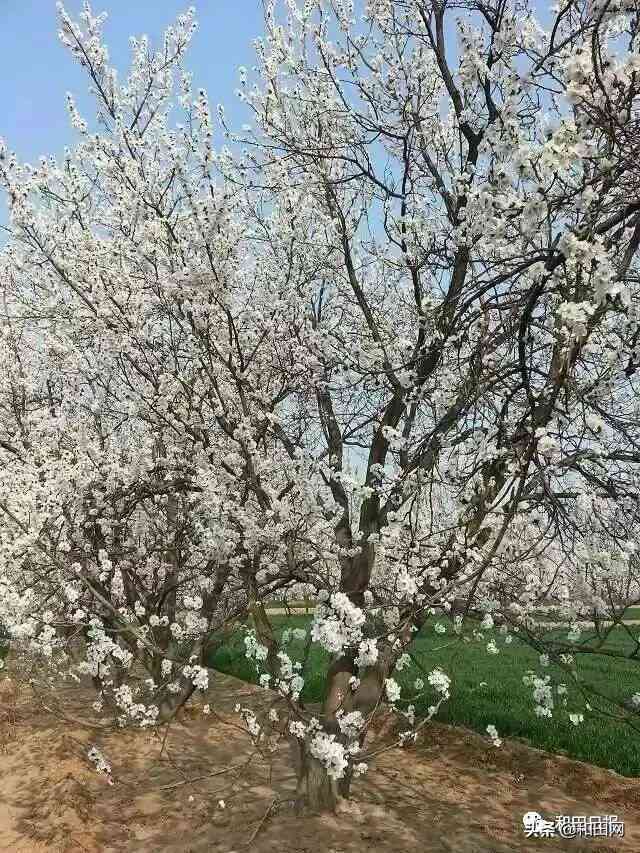 美不胜收和田玉是什么动物