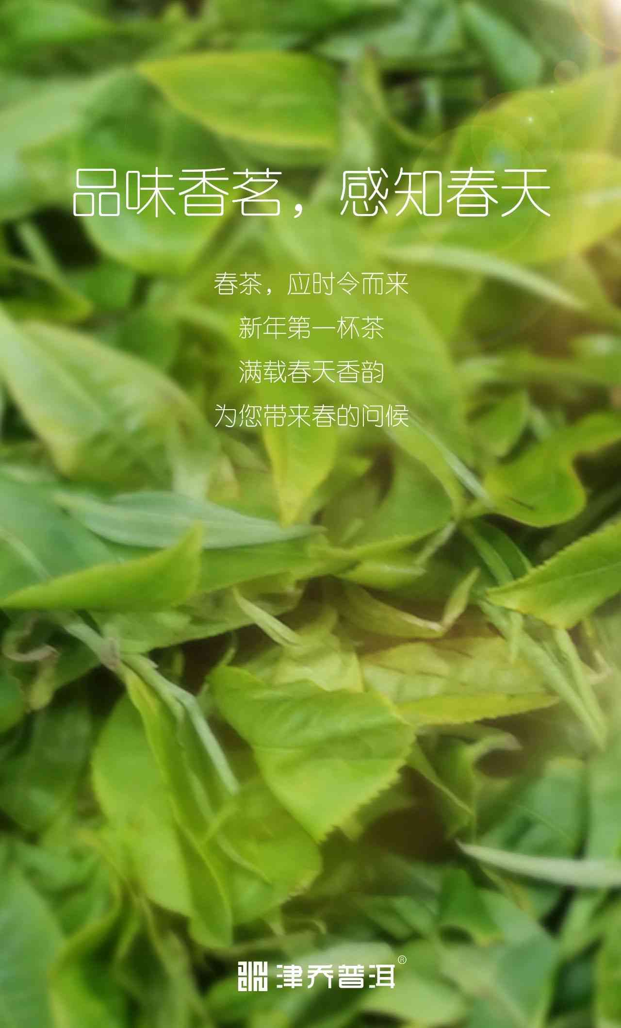 春晓牌茶叶：品味春天的清新与醇厚