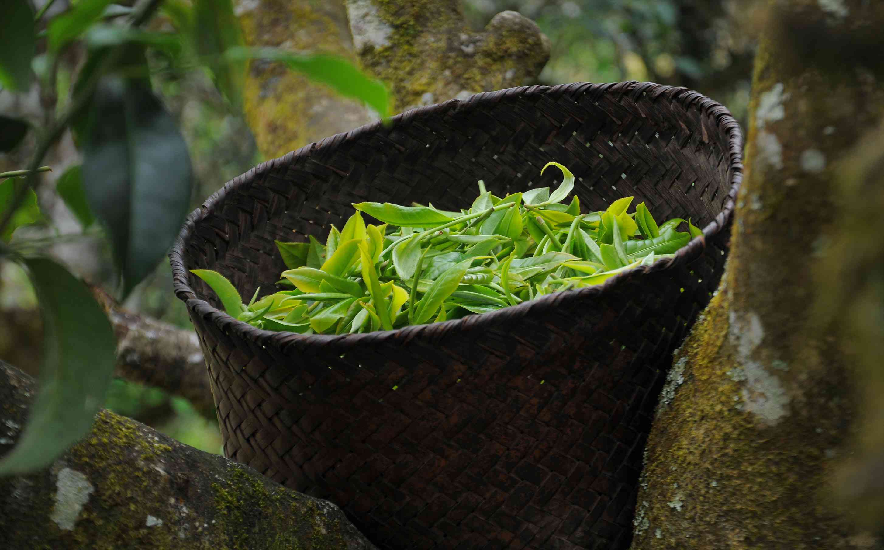 普洱茶对伤口的影响、是否适宜饮用以及是否有的相关问题解析