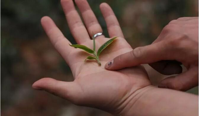 普洱茶对伤口的影响、是否适宜饮用以及是否有的相关问题解析