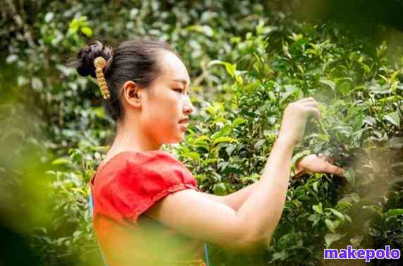 小曼普洱茶：小满与曼撤的普洱茶之美，探寻普洱茶小妹的故事