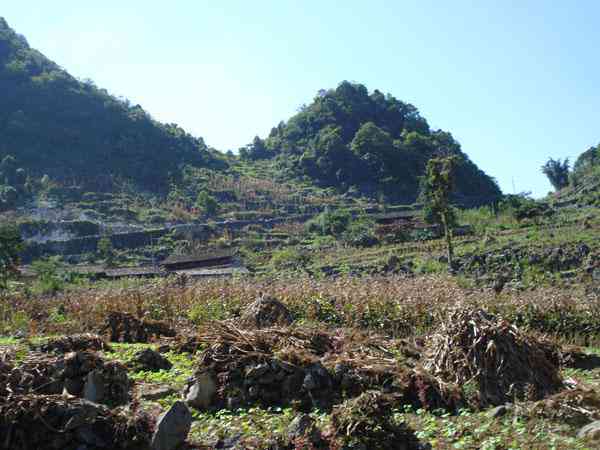 荒山普洱茶