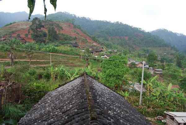 荒山普洱茶