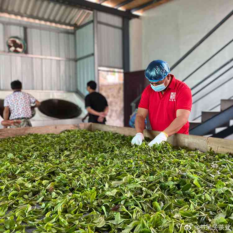 龙田普洱茶厂：优质普洱茶的生产与品鉴，了解茶叶的种植、制作和品尝技巧