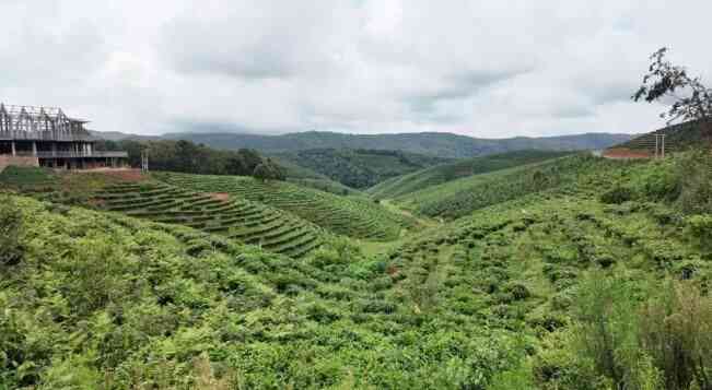 成都普洱茶四川茶叶场一览及优质茶场推荐