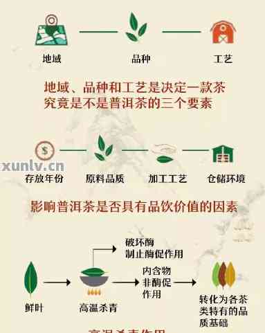 普洱茶纯料加工的关键技术解析：工艺步骤与品质影响因素