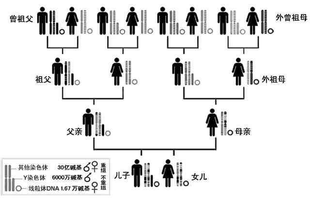 外祖母的基因：从染色体到孩子的遗传传递过程分析