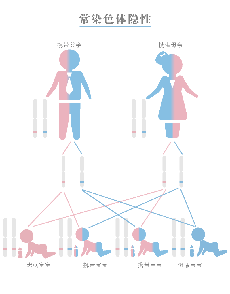 外祖母的基因：从染色体到孩子的遗传传递过程分析