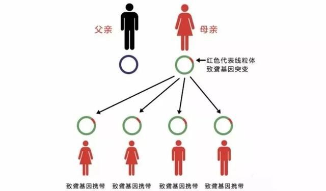 外祖母的基因：从染色体到孩子的遗传传递过程分析