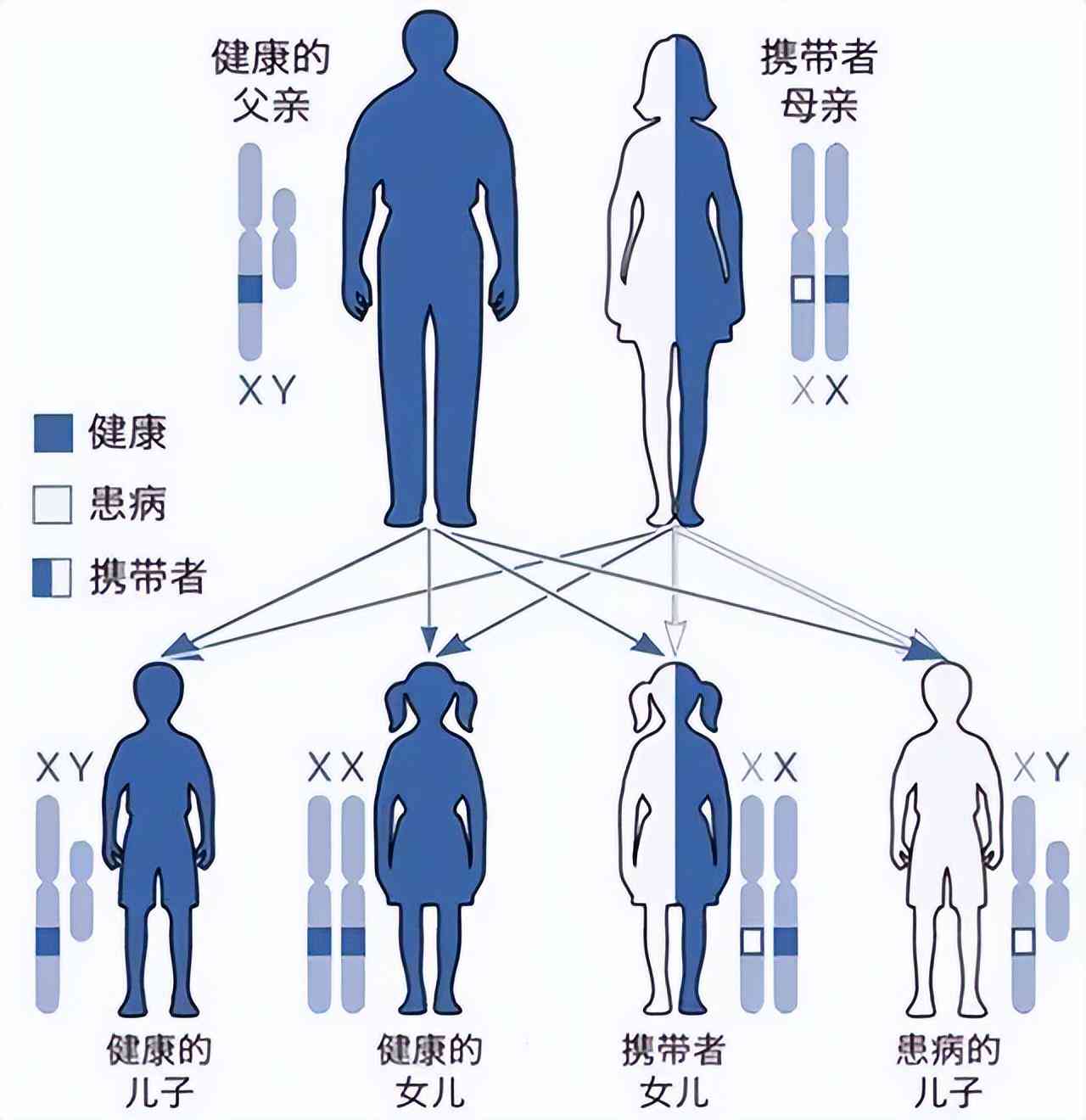 外祖母的基因：从染色体到孩子的遗传传递过程分析