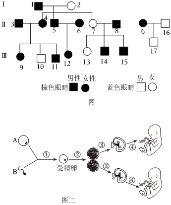 外祖母的基因：从染色体到孩子的遗传传递过程分析