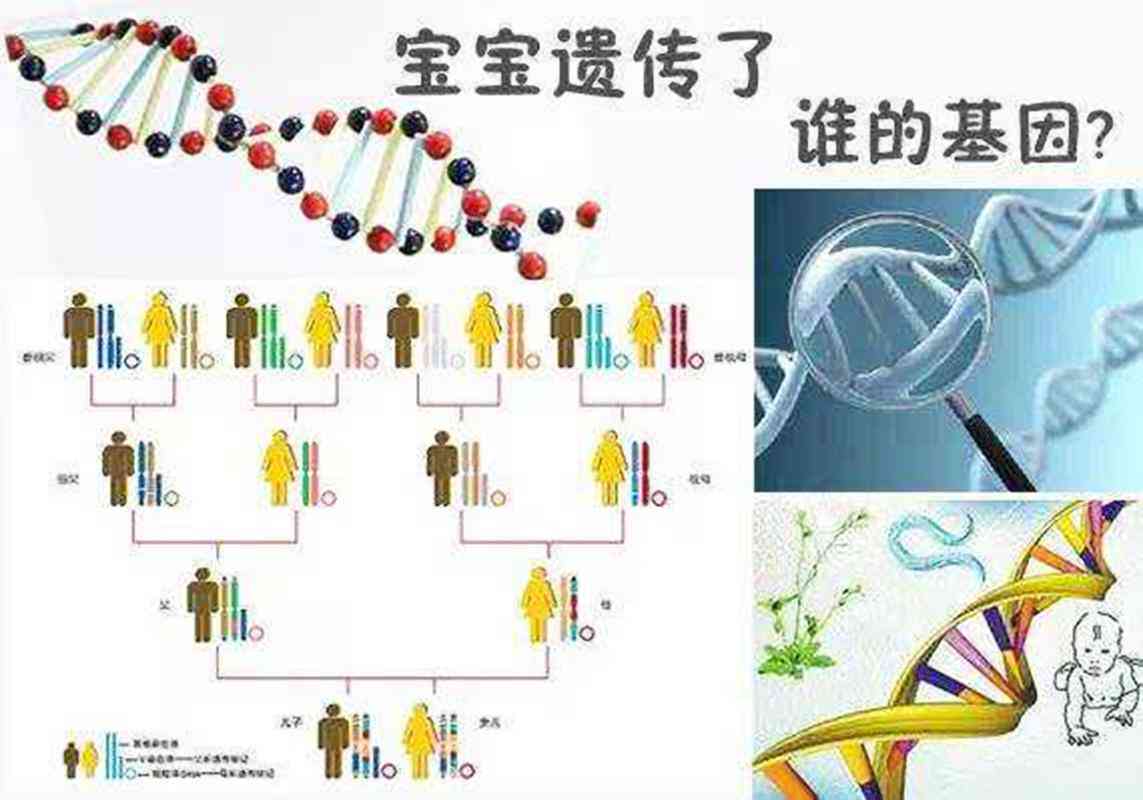 外祖母的基因：从染色体到孩子的遗传传递过程分析