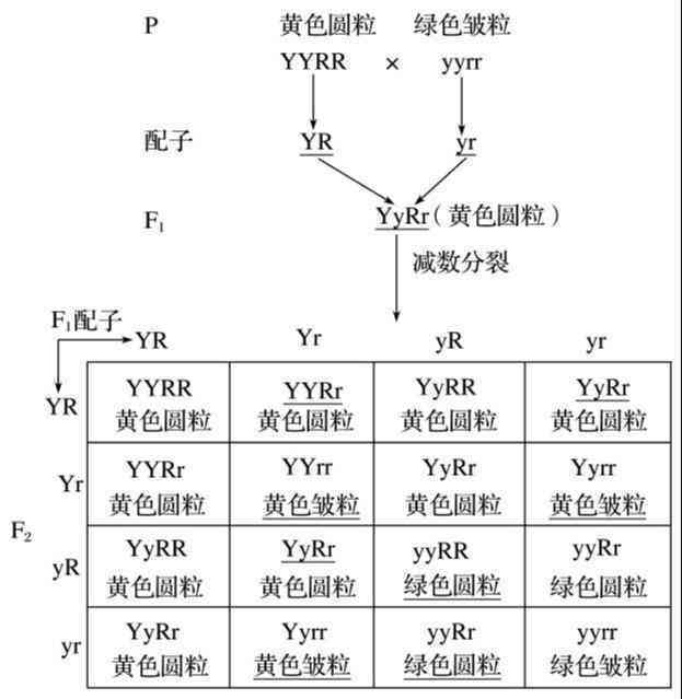 外祖母基因对后代影响的完整研究：怀孕定律、遗传比例及外孙的传递情况