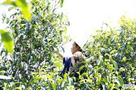 春茶：普洱茶采摘的精确时间安排，不可错过的重大通知