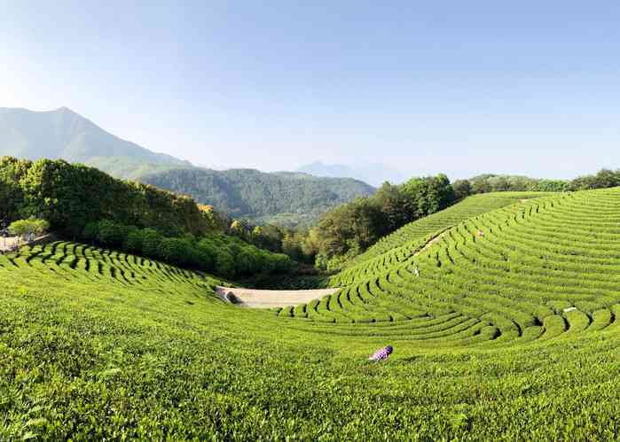 茶山旅游指南：普尔茗茶山景点、路线、住宿等全方位攻略