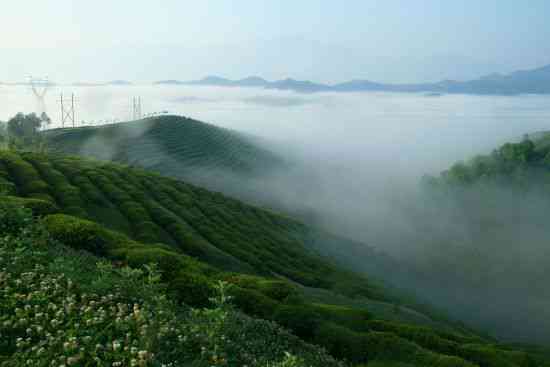 茶山旅游指南：普尔茗茶山景点、路线、住宿等全方位攻略