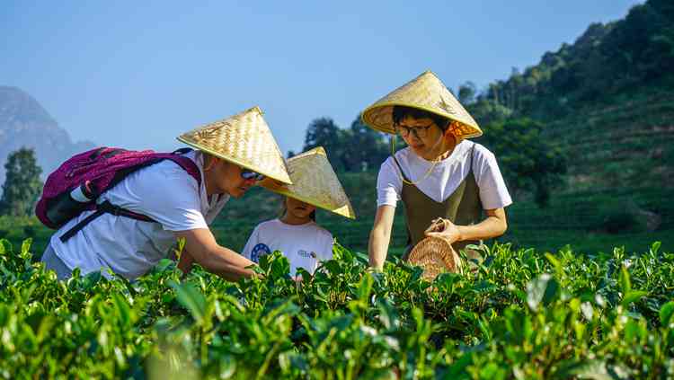 普尔茶园：探索高品质茶叶的种植、制作与品味体验