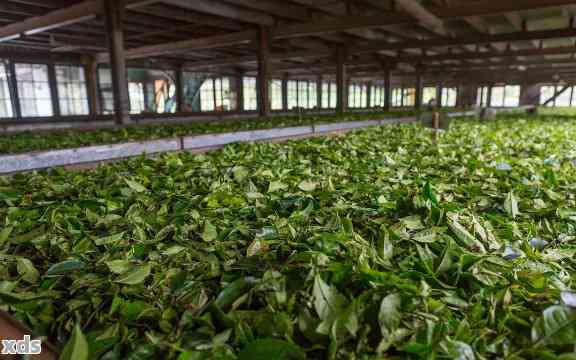 普洱茶在广州哪里卸货便宜又好——广州普洱茶场推荐