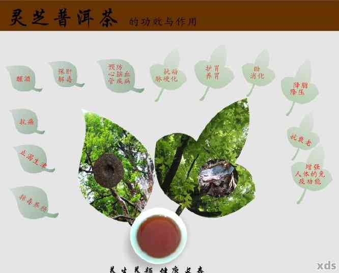 普洱茶与肉灵芝的独特魅力：泡法、功效与相互作用探究