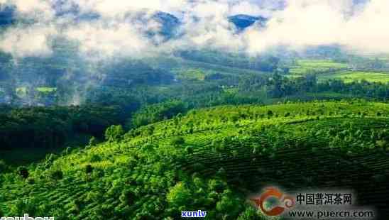 普洱茶在云南什么山上？云南普洱茶产地与销售地