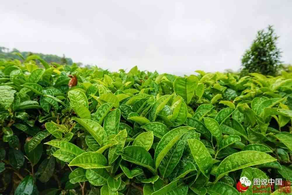 普洱茶在云南被称为金不换