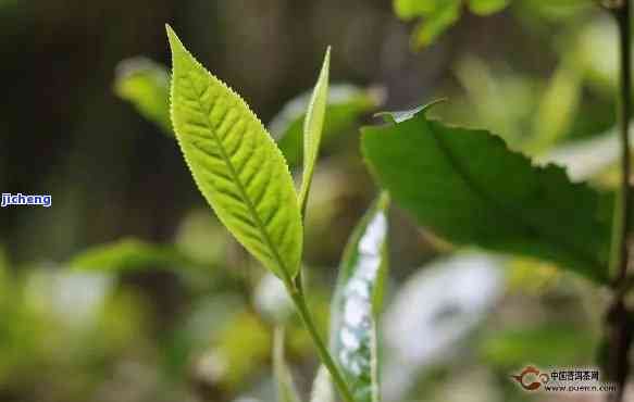 普尔芽苞茶的功效与口感：揭示其独特魅力