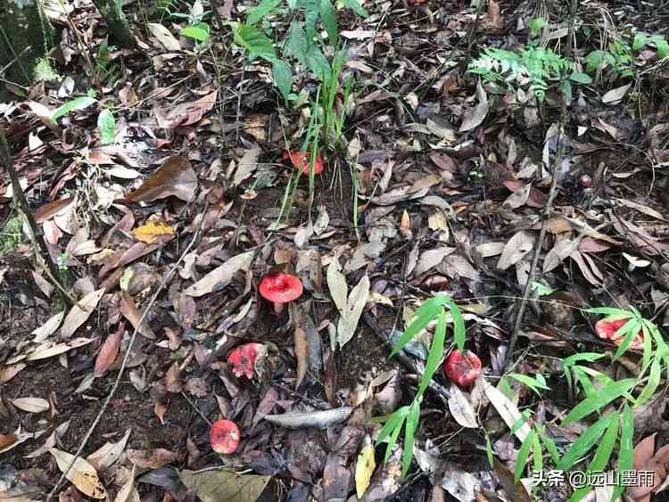 普尔茶茶菌