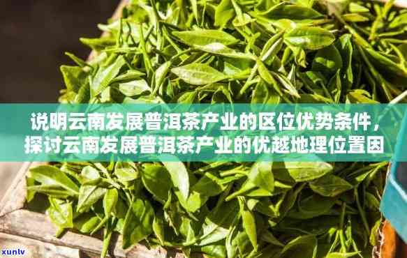 普洱茶小叶种的云南产区及其特点：哪些地区种植了这种茶叶？