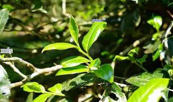 普洱茶小叶种的云南产区及其特点：哪些地区种植了这种茶叶？