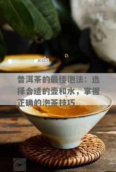 普尔茶的全方位泡法解析：如何选择茶叶、水、浸泡时间以及品饮技巧