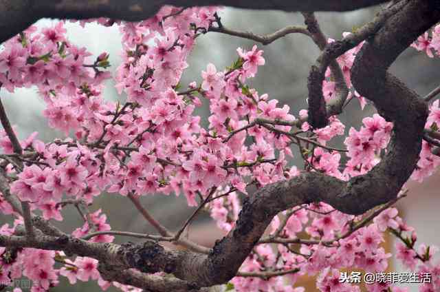 普尔配桃花：如何选择合适的桃花？桃花的品种、养护方法及风水寓意全面解析