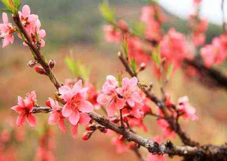 普尔配桃花：如何选择合适的桃花？桃花的品种、养护方法及风水寓意全面解析