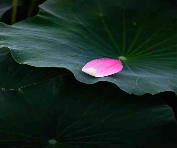 芙蓉清水：一种难以捉摸的美丽与纯净