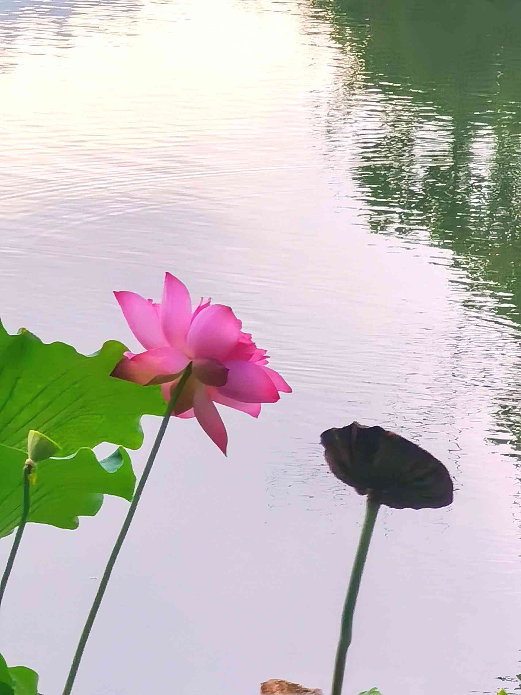 芙蓉清水：一种难以捉摸的美丽与纯净